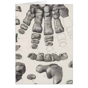 Cartão LX Coryphodon n.o II