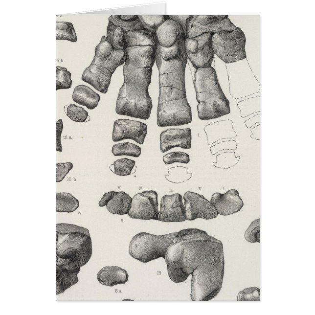 Cartão LX Coryphodon n.o II (Frente)