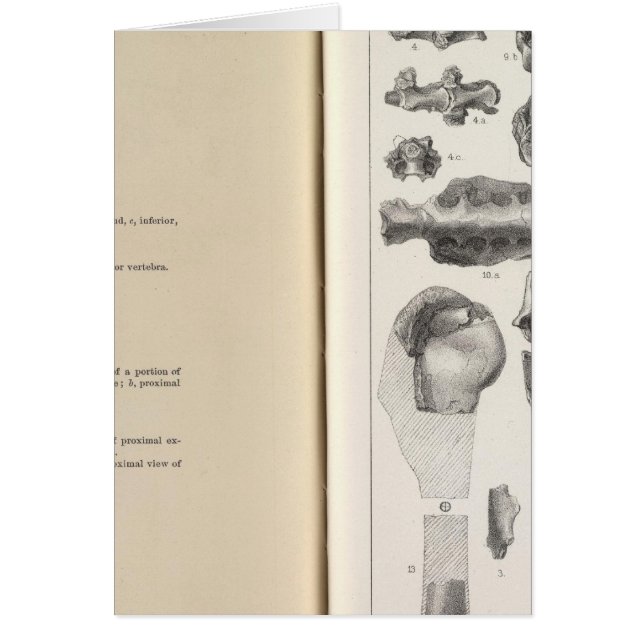 Cartão LXVIII vultur umbrosus (Frente)