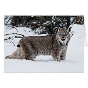 Cartão Lynx canadense na neve