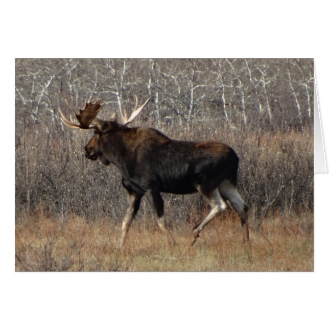 Cartão M8 Bull Moose (Frente Horizontal)