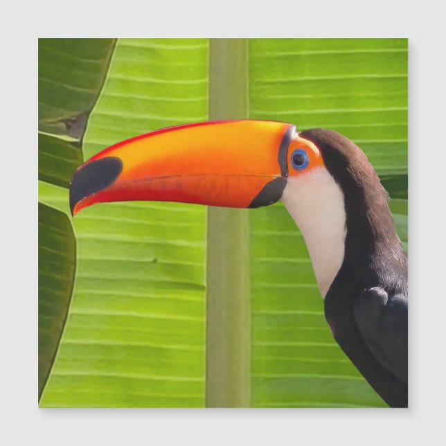 Cartão maagnético com design Tucano (Frente)