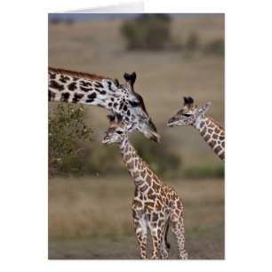 Cartão Maasai Giraffe (Giraffe Tippelskirchi)