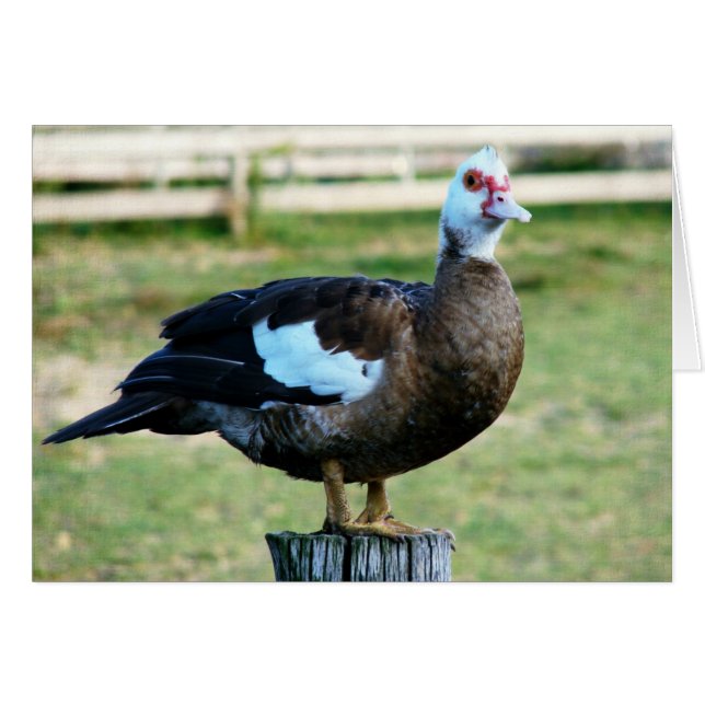 Cartão Maçã Na Cerca (Frente Horizontal)