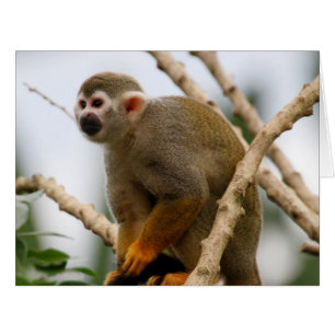Cartão Macaco_2014_1201