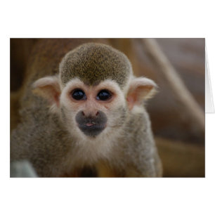 Cartão Macaco-Aranha