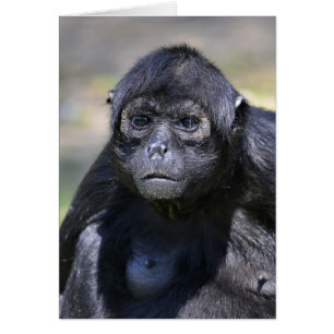 Cartão Macaco-aranha-cabeça-negra
