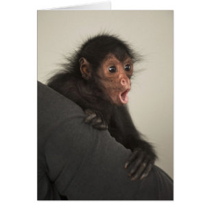 Cartão Macaco-aranha-de-cara-vermelha Ateles paniscus)