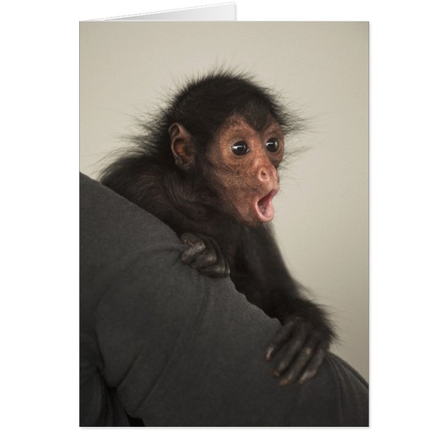 Cartão Macaco-aranha-de-cara-vermelha Ateles paniscus) (Frente)