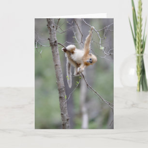 Cartão Macaco com nariz de Ouro giro nas ramificações d