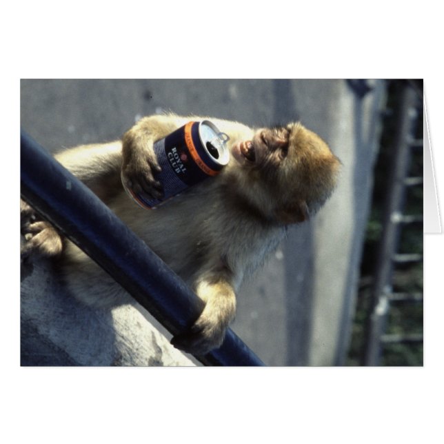Cartão Macaco em Gibraltar (Frente Horizontal)