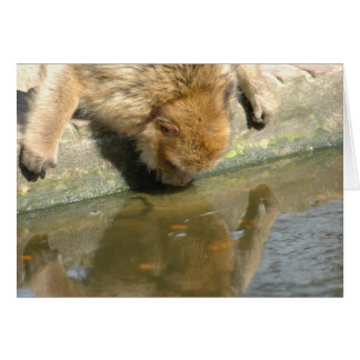 Cartão Macaco está me olhando?