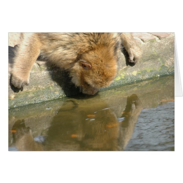 Cartão Macaco está me olhando? (Frente Horizontal)