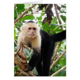 Cartão Macaco na Costa Rica