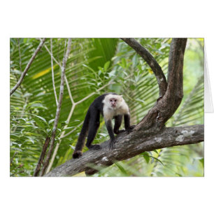 Cartão Macaco na selva