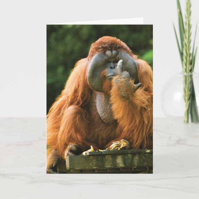 Cartão Macaco-Orangutan que viaja - Aniversário (Frente)