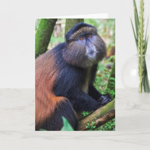 Cartão Macaco Ouro, Ruanda