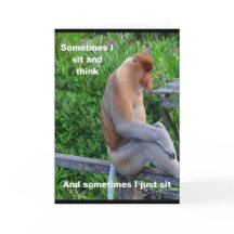 Macaco Proboscis - Parabéns