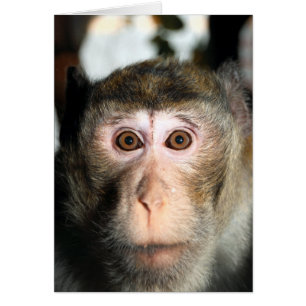 Cartão Macaco psto em perigo da floresta húmida