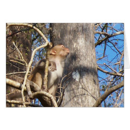 Cartão macaco rhesus olhando