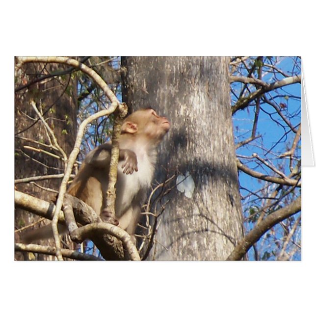 Cartão macaco rhesus olhando para cima (Frente Horizontal)