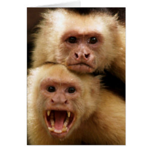 Cartão Macacos!