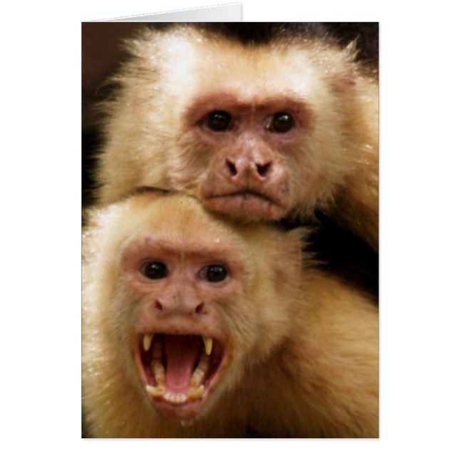 Cartão Macacos! (Frente)