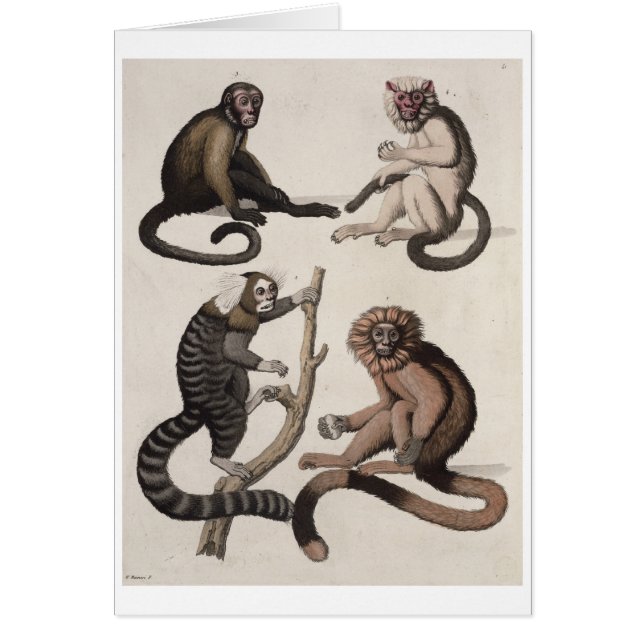 Cartão Macacos (litho da cor) (Frente)
