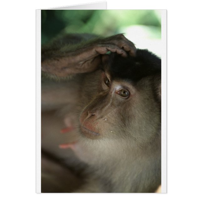 Cartão Macaque Mackey Borneo (Frente)