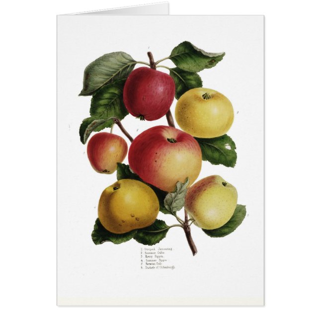 Cartão Maçãs (Frente)