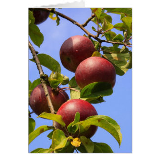 Cartão Maçãs Vermelhas