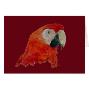 Cartão - Macaw
