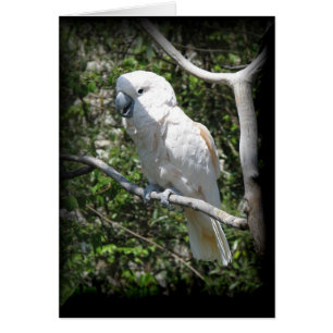 Cartão Macaw