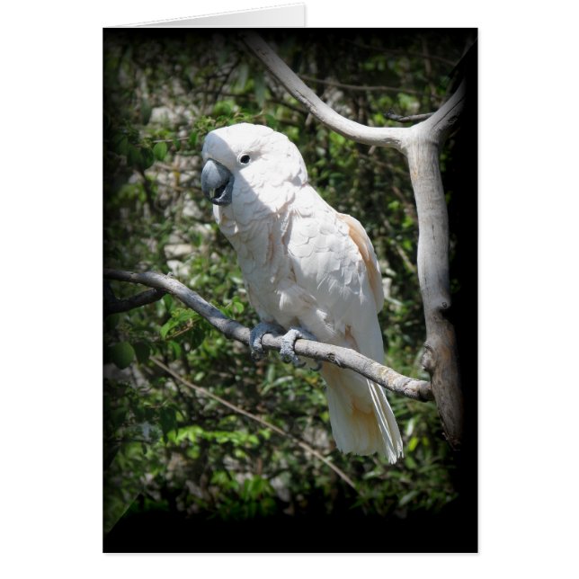 Cartão Macaw (Frente)