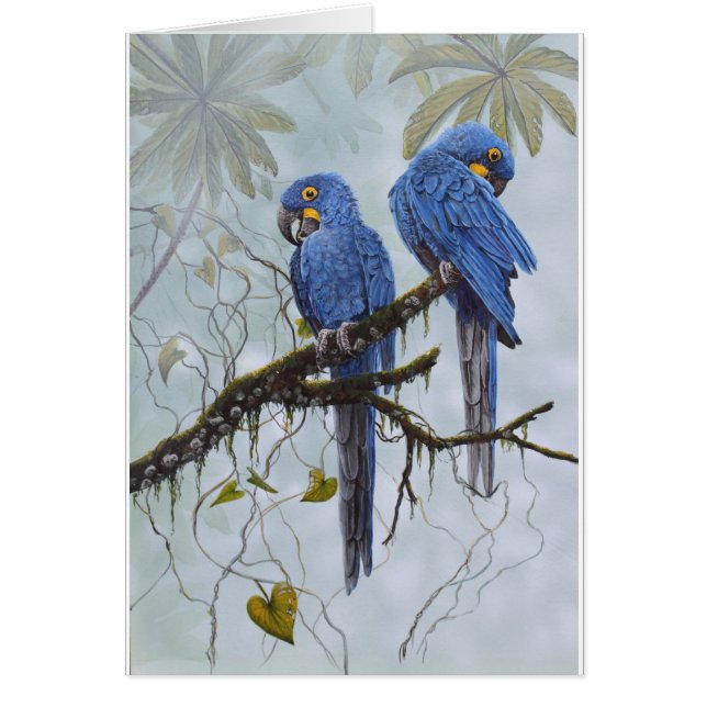 Cartão Macaw do jacinto apenas para seus presentes (Frente)