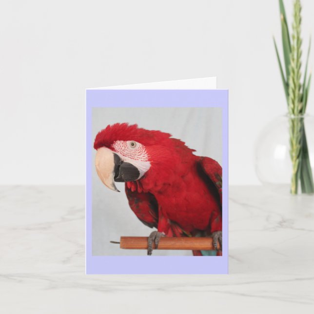 Cartão Macaw note card (Frente)