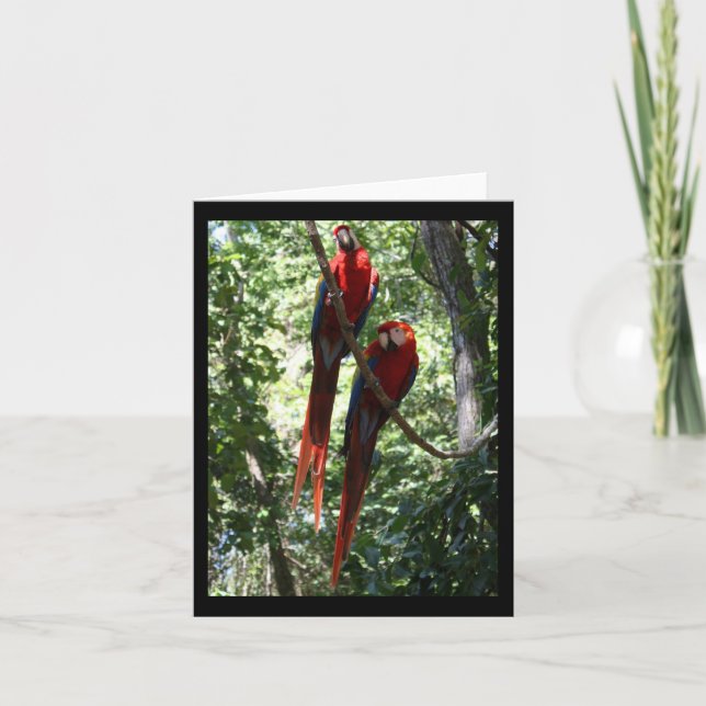 Cartão Macaw Notecard (Frente)