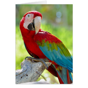 Cartão Macaw que senta-se no ramo