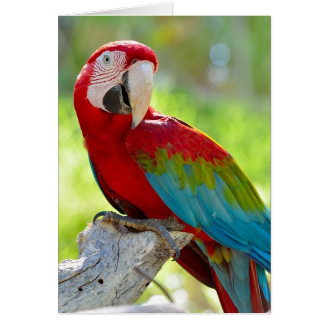 Cartão Macaw sentado no galho (Frente)