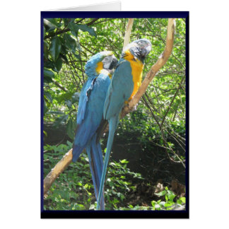 Cartão Macaws