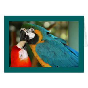 Cartão Macaws