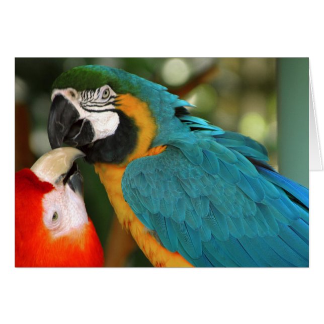 Cartão Macaws (Frente Horizontal)