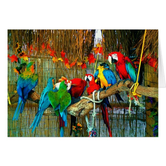 Cartão Macaws na parada (Frente Horizontal)