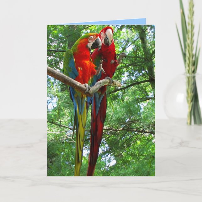 Cartão Macaws Pair Birthday Greeting Card (Frente)