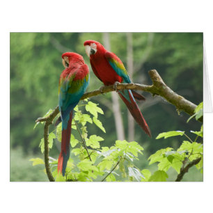 Cartão Macaws Verde-voados
