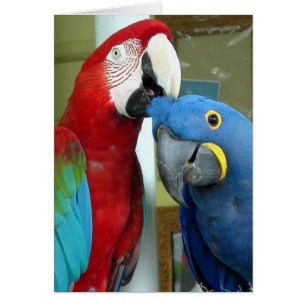 Cartão Macaws Vermelho e Azul Coloridos