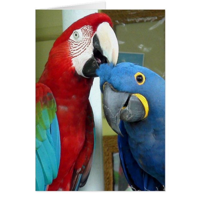 Cartão Macaws Vermelho e Azul Coloridos (Frente)