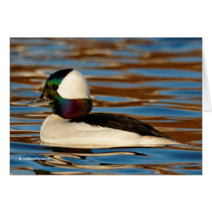 Cartão Macho Bufflehead no Sol da Tarde