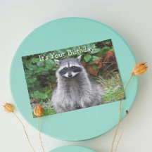 Maconha Fofo de Raccoon de Aniversário Divertido d