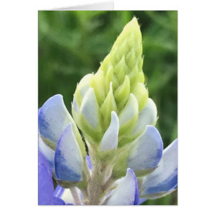 Cartão Macro do bluebonnet